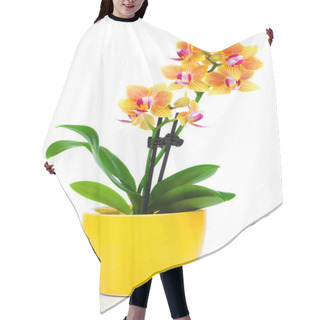 Personality  Beautiful Yellow Orchid In Pot Isolated On White Hair Cutting Cape