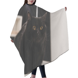 Personality  Fluffy Black Cat Sitting On Table  Hair Cutting Cape