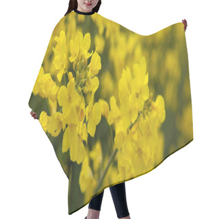 Personality  Rape Flowers Isolated On A Yellow Blur Background. Hair Cutting Cape
