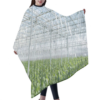 Personality  Large Greenhouse With Cucumber Plants, Banner Hair Cutting Cape