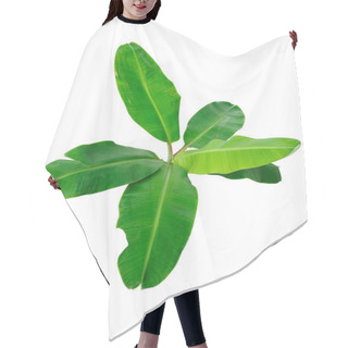 Personality  Banana Trees That Have Large Leaves. Hair Cutting Cape