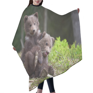 Personality  Wild Brown Bear Cub Closeup In Summer Forest Hair Cutting Cape
