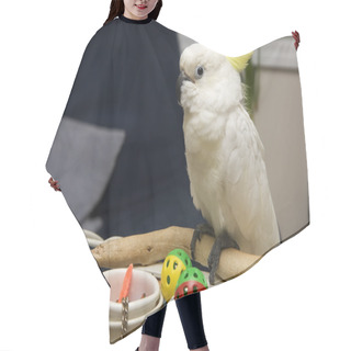 Personality  White Cockatoo Hair Cutting Cape