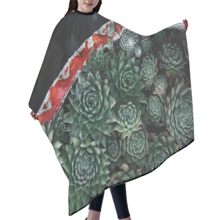 Personality  Top View Of Beautiful Green Potted Succulents Hair Cutting Cape
