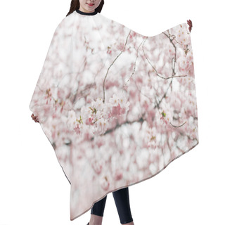 Personality  Selective Focus Of Beautiful Cherry Tree Blossom Hair Cutting Cape