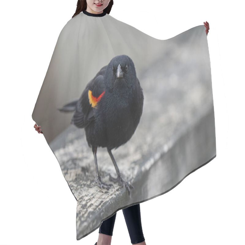 Personality  Red Winged Black Bird Male Has Landed Near You On A Sunny Day In The Park Hair Cutting Cape