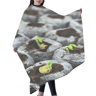 Personality  Seedlings Hair Cutting Cape