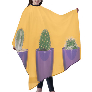 Personality  Beautiful Green Cactuses Growing In Purple Pots On Yellow Hair Cutting Cape