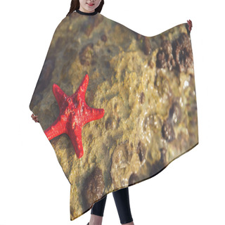 Personality  Close Up View Of Red Starfish On Wet Textured Stone  Hair Cutting Cape