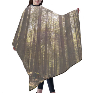 Personality  Sunlight On Mossy Glade In Spruce Forest  Hair Cutting Cape