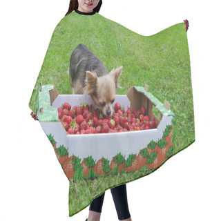 Personality  Tiny Dog With A Box Of Strawberries Hair Cutting Cape