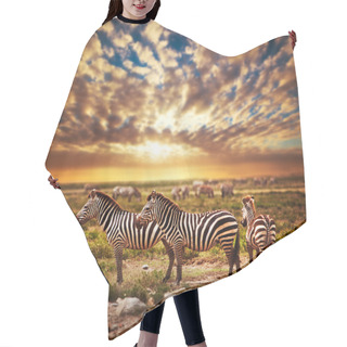 Personality  Zebras Herd On African Savanna At Sunset. Hair Cutting Cape