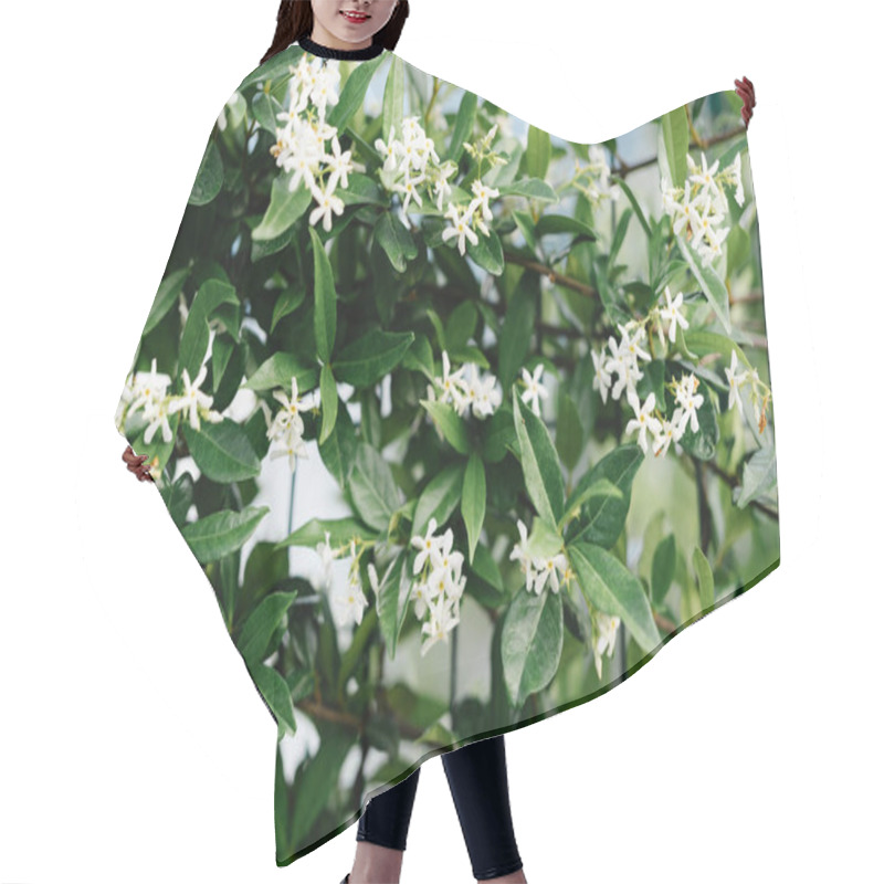 Personality  Close-up Of Jasmine Leaves During Flowering Of Small Flowers Near A Metal Lattice. Hair Cutting Cape