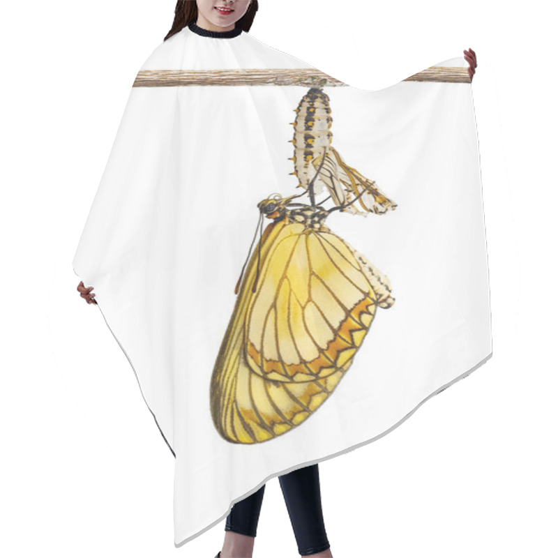 Personality  Isolated Emerged Yellow Coster Butterfly ( Acraea Issoria ) And Mature Chrysalis Hanging On Twig With Clipping Path, Growth , Metamorphosis Hair Cutting Cape