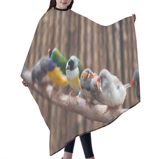 Personality  Selective Focus Of Colorful Exotic Birds On Wooden Branch Hair Cutting Cape