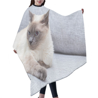 Personality  The White Cat Lies On The Couch And Pulls Out The Front Paw. Hair Cutting Cape