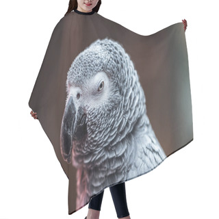 Personality  Close Up View Of Cute Vivid Grey Parrot Looking At Camera Hair Cutting Cape