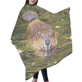 Personality  Swimming Beaver Hair Cutting Cape
