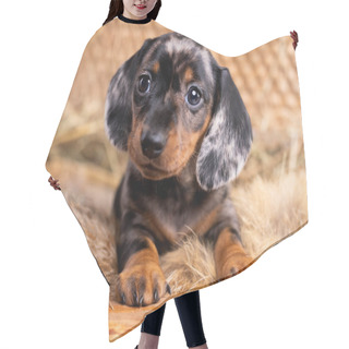 Personality  Dachshund Dog, Puppy Black Tan Mrrle Color Hair Cutting Cape
