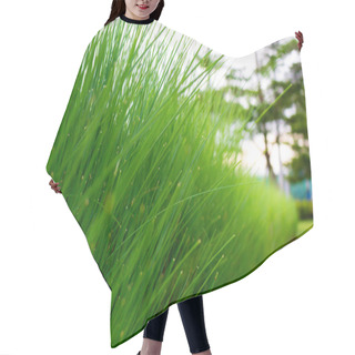 Personality  Grass In Rows.(Scientific Name :Cynodon Dactylon) Hair Cutting Cape