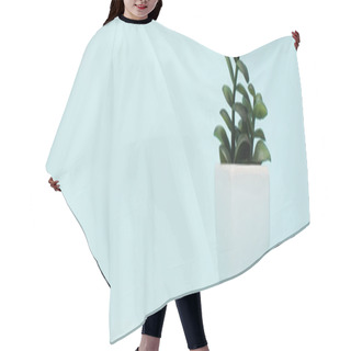 Personality  Horizontal Crop Of White Flowerpot With Money Plant On Blue Hair Cutting Cape