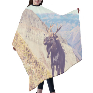 Personality  Moose In Autumn Forest. Wildlife Nature In USA. Hair Cutting Cape