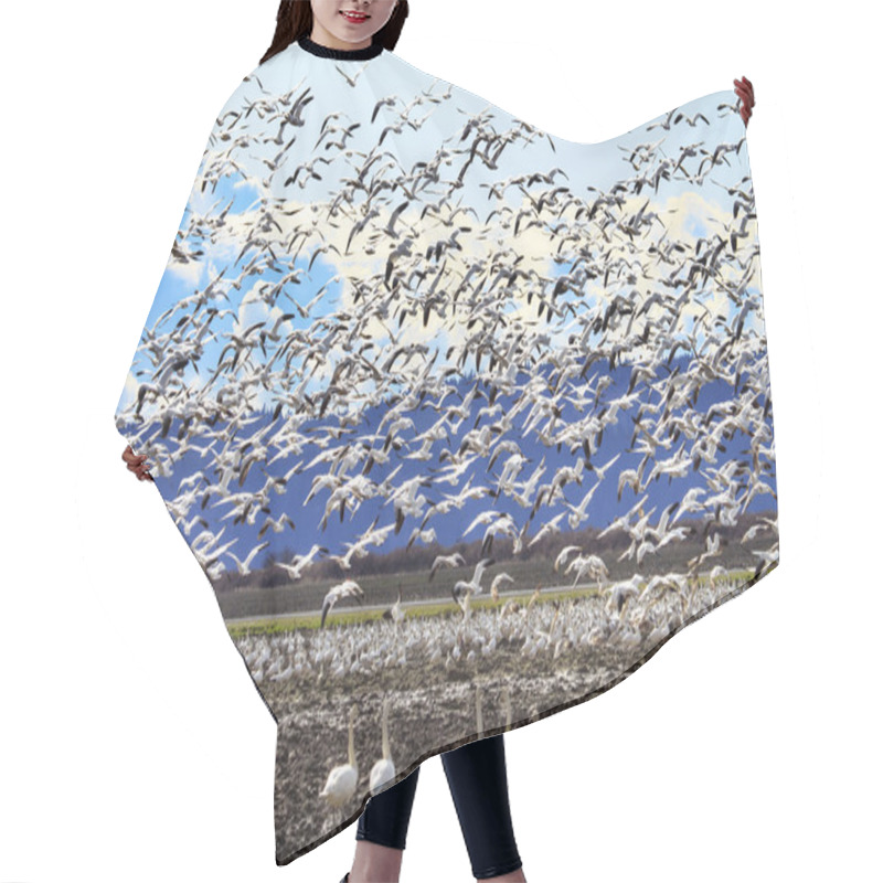 Personality  Lift Off Hunderds Of Snow Geese Taking Off Flying Trumpet Swans  Hair Cutting Cape