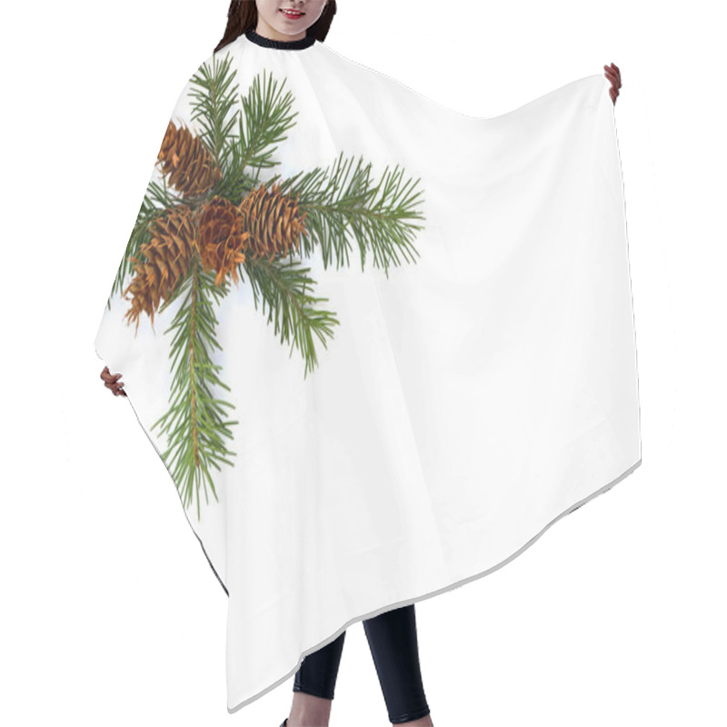 Personality  Cones And Twigs Pine Tree (Pseudotsuga Menziesii, Douglas Fir, Douglas-fir, Douglas Tree, Oregon Pine) On A White Background With Space For Text. Top View, Flat Lay. Hair Cutting Cape