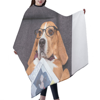 Personality  Beagle Dog With Newspaper Hair Cutting Cape