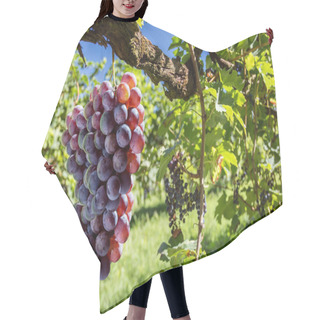 Personality  Wine Grapes On The Vine. Hair Cutting Cape