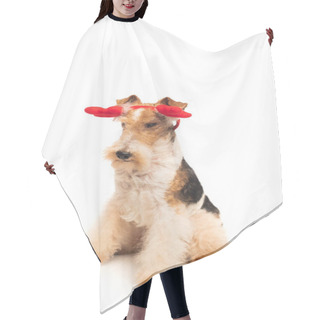 Personality  Purebred Fox Terrier In Reindeer Antlers Headband Sitting Isolated On White Hair Cutting Cape