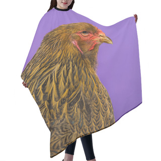 Personality  Close-up Of A Side Of Brahma Chicken Against Purple Background Hair Cutting Cape
