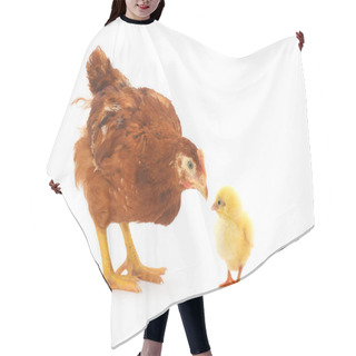 Personality  Brown Hen Close-up Hair Cutting Cape