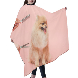 Personality  Cropped View Of Professional Groomer With Scissors And Comb Making Hairstyle To Pomeranian Spitz Dog On Pink Hair Cutting Cape