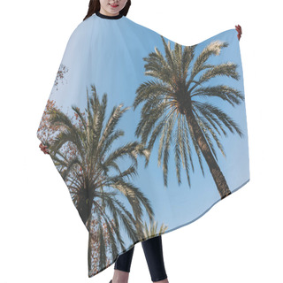 Personality  Tall Lush Palm Trees On Blue Sky Background, Barcelona, Spain Hair Cutting Cape