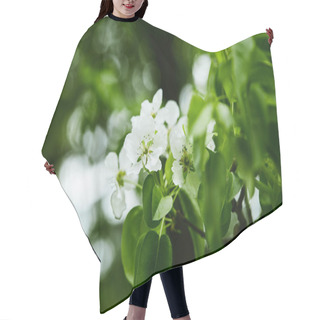 Personality  Close-up Shot Of Aromatic White Cherry Flowers On Tree Hair Cutting Cape