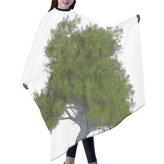 Personality  Juniper Coniferous Tree Hair Cutting Cape