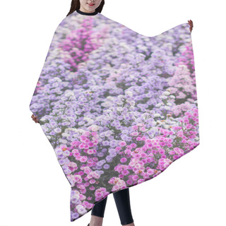 Personality  The Beautiful Purple Margaret Field Is A Flower Garden Open For Tourists To See The Beauty In Winter. Margaret Is A Flowering Plant With Good Meaning, The Word Margaret Means Sincerity, True Love. Hair Cutting Cape