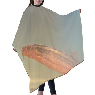 Personality  European Weather Loach Sideview Hair Cutting Cape