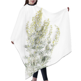 Personality  Medicinal Herbs, Sagebrush, Artemisia, Mugwort On A White Background. Hair Cutting Cape