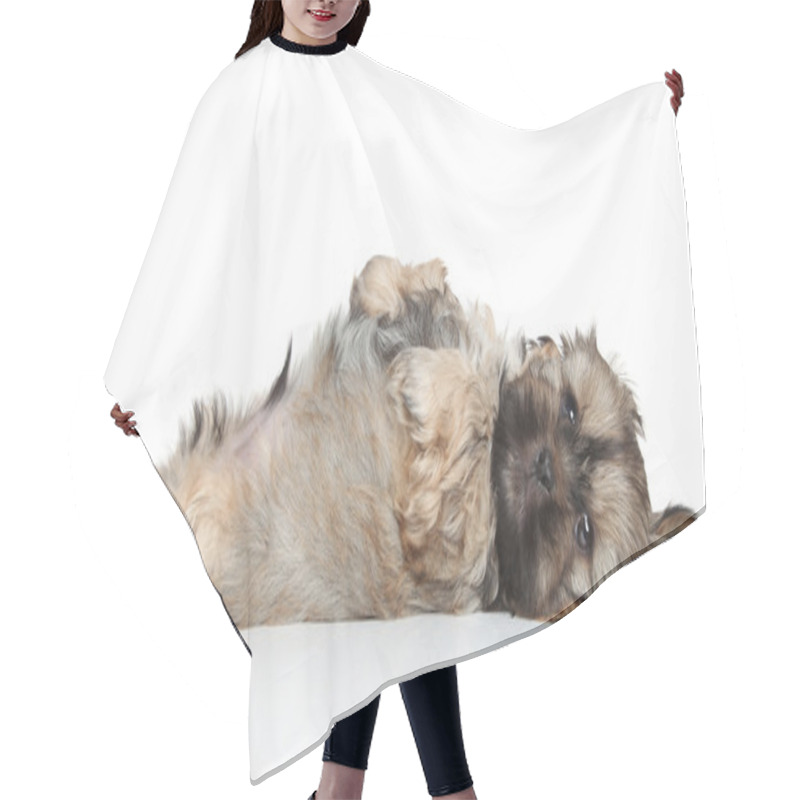 Personality  Shih Tzu Puppy Resting Hair Cutting Cape