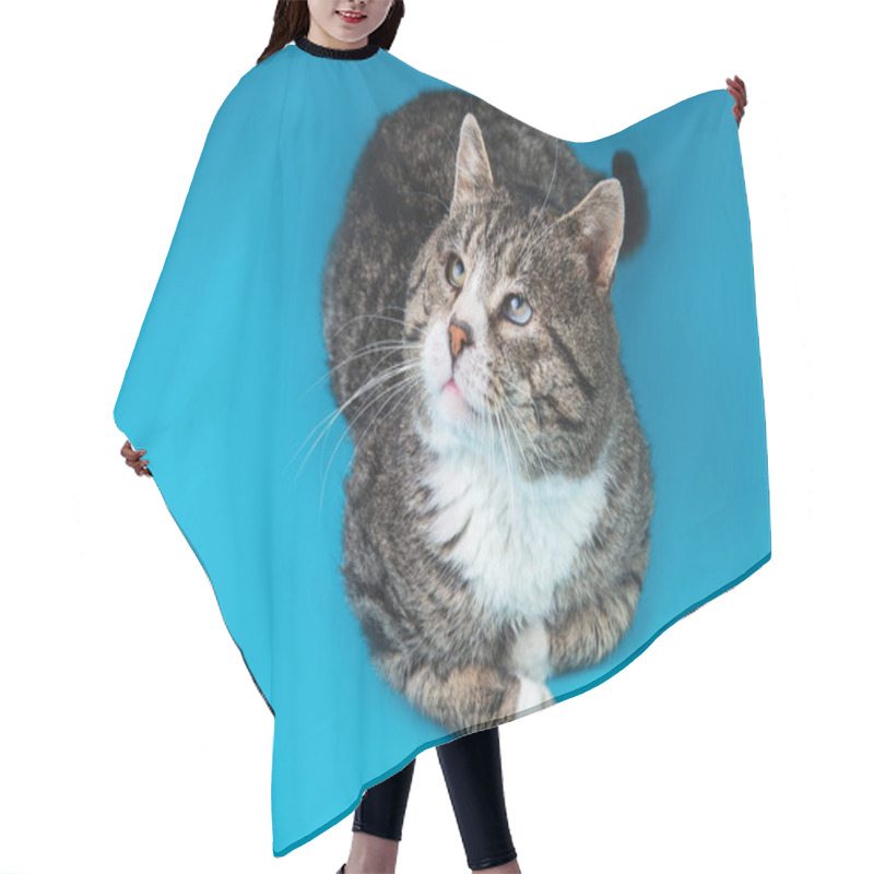 Personality  From Above Strong Old Mixed Breed Cat, Lying On Blue Background Hair Cutting Cape