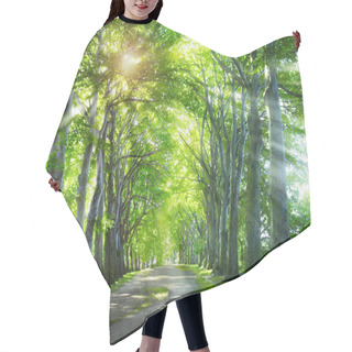 Personality  Way Through The Forest. Nature Background With Green Summer Trees. Hair Cutting Cape