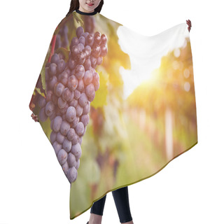 Personality  Vineyards At Sunset In Autumn Harvest Hair Cutting Cape