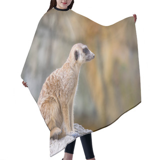 Personality  Meerkat In The Zoo Park Hair Cutting Cape