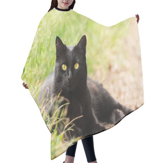 Personality  Beautiful Bombay Black Cat Portrait With Yellow Eyes And Attentive Smart Look Lie Outdoors In Green Grass In Nature Hair Cutting Cape