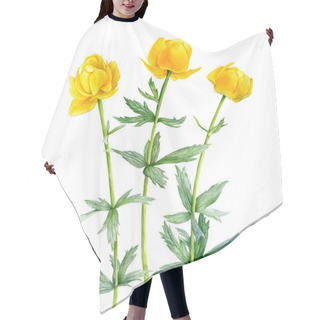 Personality  Watercolor Drawing Globeflowers Hair Cutting Cape