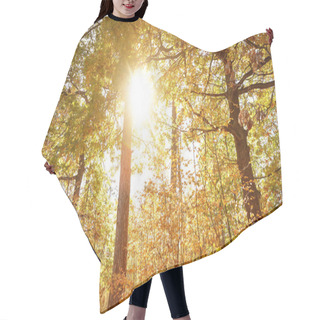 Personality  Sun, Trees With Yellow And Green Leaves In Autumnal Park At Day  Hair Cutting Cape