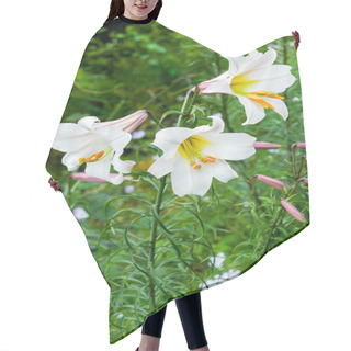 Personality  Lilium Regale A White Spring Summer Flower Plant Commonly Known As King's Lily Royal Lily Or Regal Lily, Stock Photo Image Hair Cutting Cape