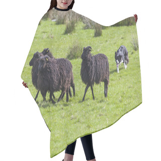 Personality  Working Sheep Dog Hair Cutting Cape